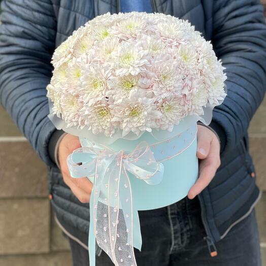 A box of bush chrysanthemums "My gentle"