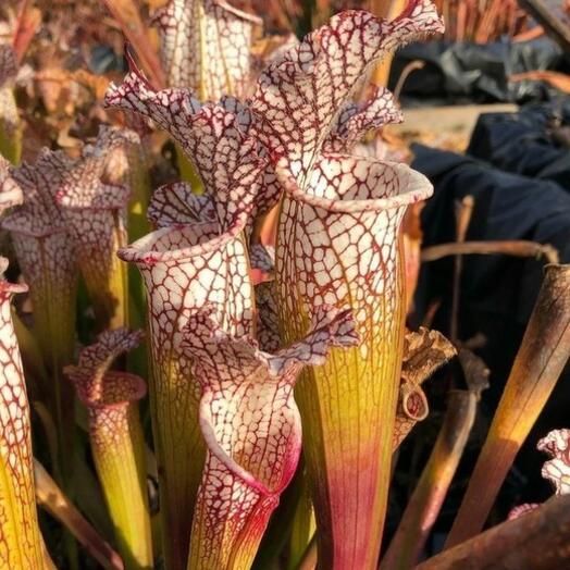 Саррацения Лейкофула Красная (лат. Sarracenia Leucophylla Red) D9см