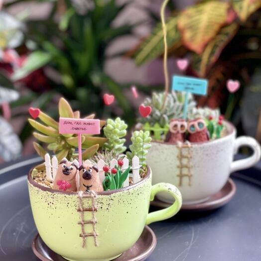 Minisadic con platillo D12cm con plantas vivas suculentas