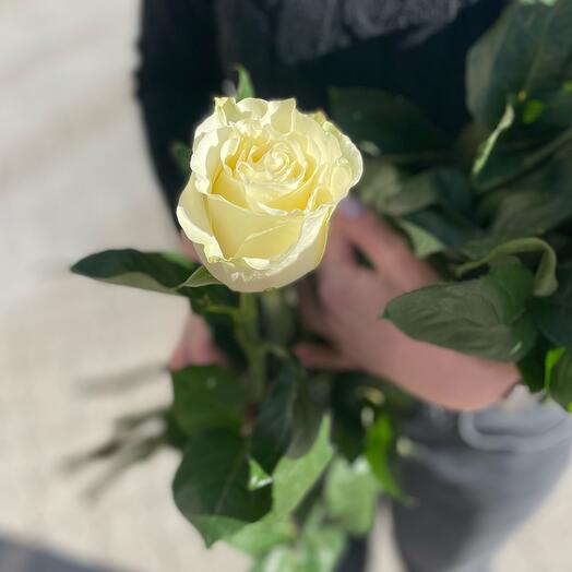 Белая Роза Мондиал 80 см