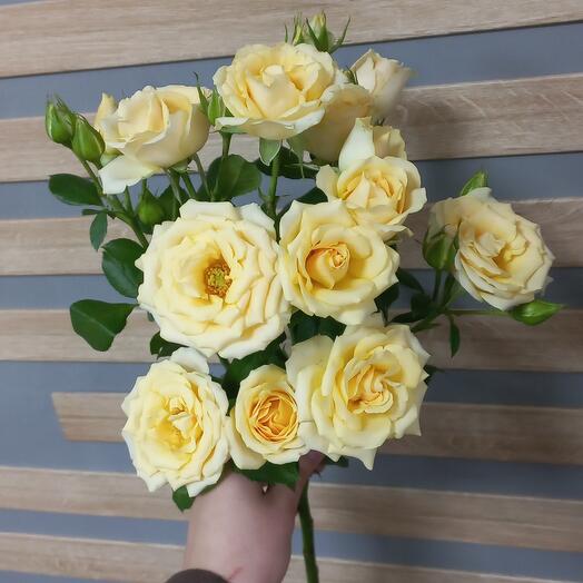 Rosa arbustiva "Salinero"