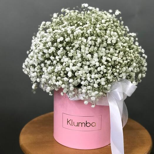 Gypsophila blanca en Caja