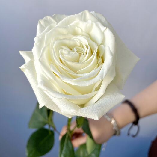 Біла троянда 50 см