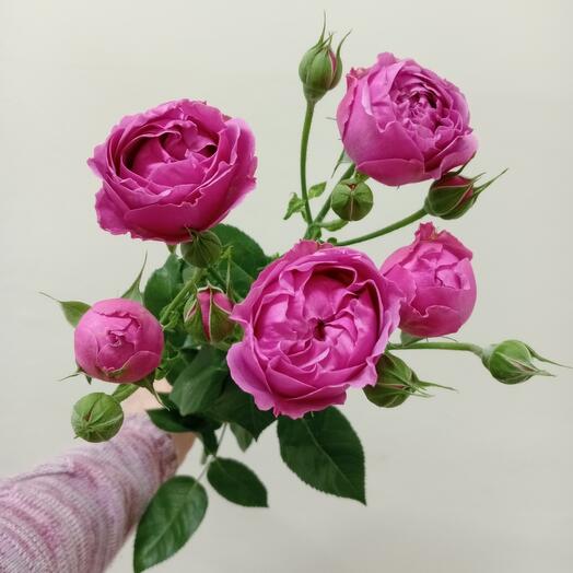 Кустовая пионовидная роза Мисти баблз