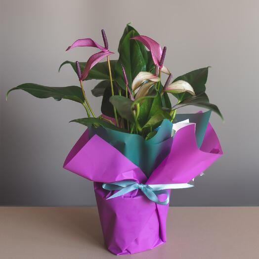 Антуриум мелкоцветковый фиолетовый