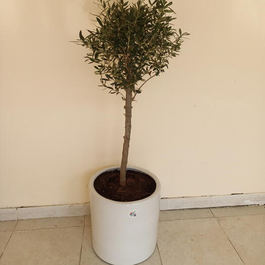 Olive tree Indoor plant