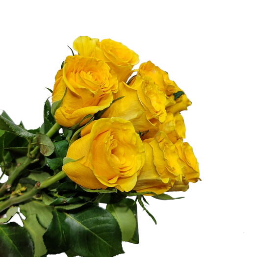 Yellow roses