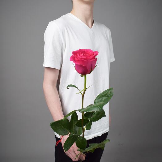 Rosa "Pink Floyd" 60 cm