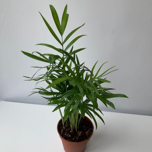 Хамедорея, Живые растения в Звенигороде, купить по цене 1690 руб, Цветы ...