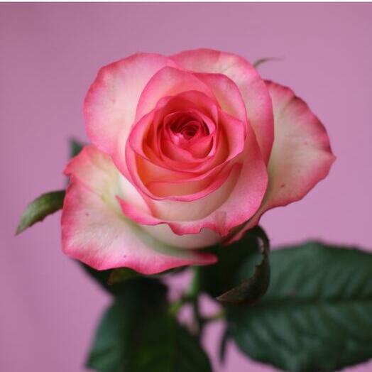 Роза джумилия 60см