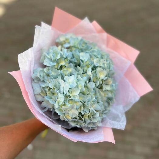 Гортензия голубая