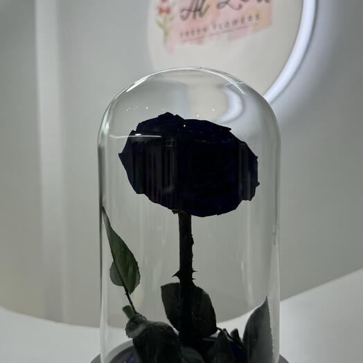 Eternal Black: Black Infinity Rose