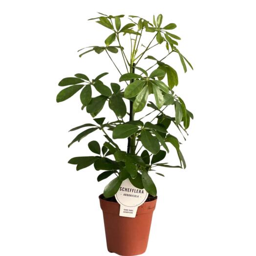 Шеффлера 35 см