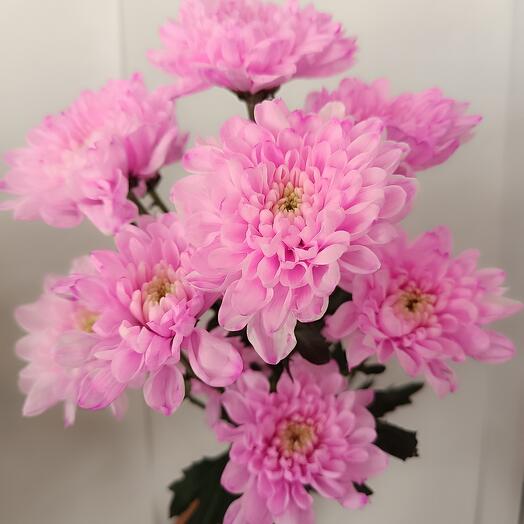 Хризантема кустовая