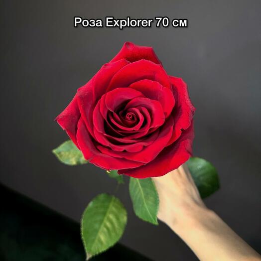 Роза Эксплорер 70 см