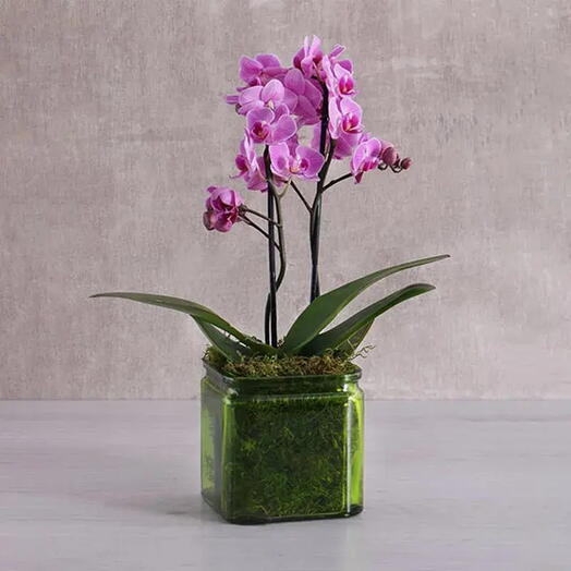 Purple Orchid Duo: Mini Elegance in Vase | Mini Phalaenopsis Orchid Plant