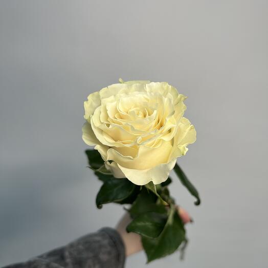 Роза белая Мондиаль 70см