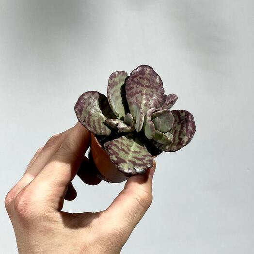 Суккулент S 5 см