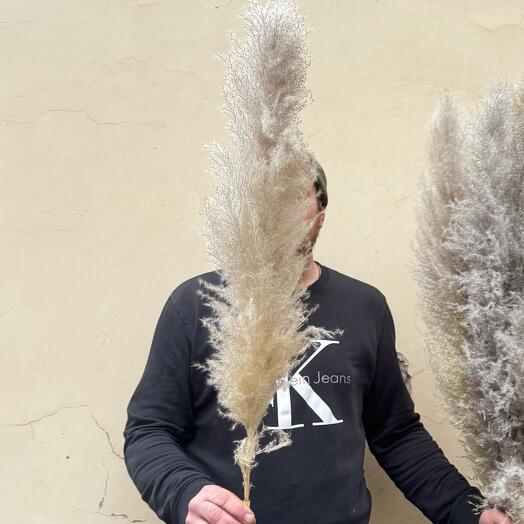 Пушистая пампасная трава