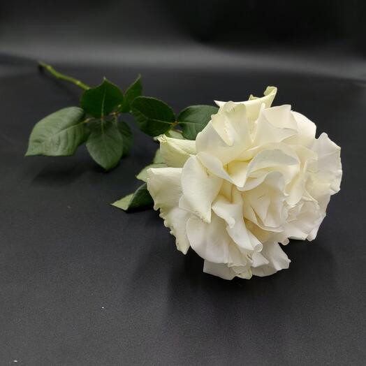 Роза Мондиаль Белая Эквадор 60см