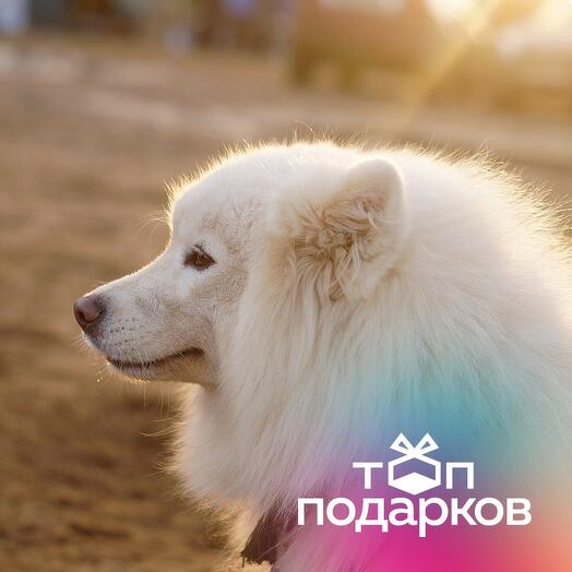 Подарочный сертификат Экскурсия по ферме и питомнику ездовых собак, для 1 взрослого (1,5 часа)