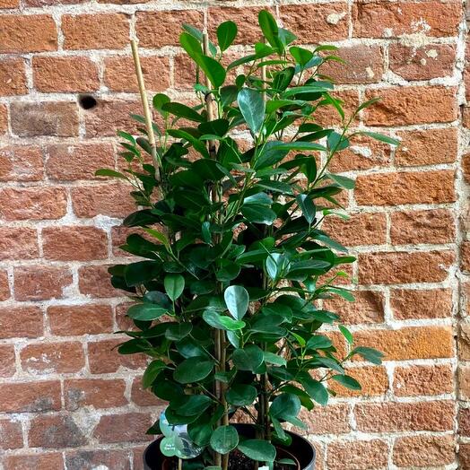 Фикус Мокламе