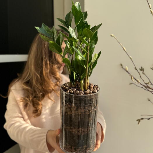 Замиокулькас в стеклянной вазе