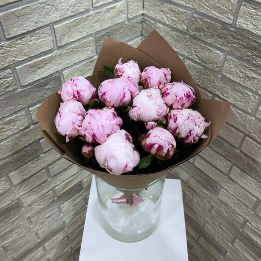 11 пионов Сара Бернар 💗💗💗