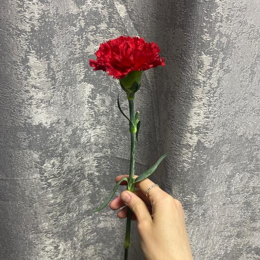 Гвоздика красная