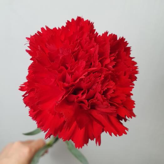 Гвоздика красная