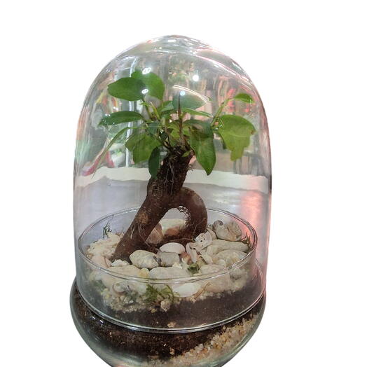 Ficus Ginseng en Huevo de Cristal