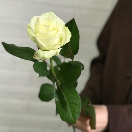 Роза Аваланш