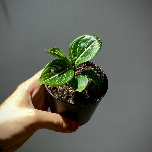 Аглаонема Томс Прайд