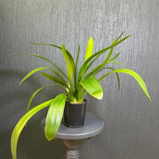 Кливия киноварная