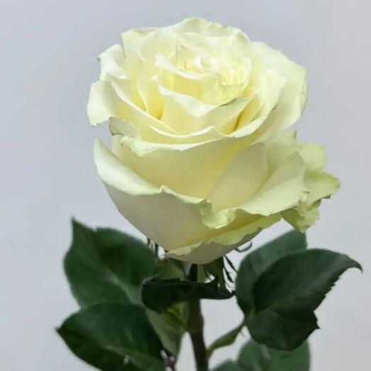 Роза мондиаль 70 см