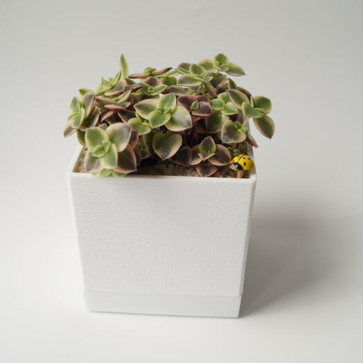 Crassula pellucida