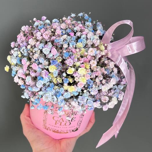 Гипсафила в коробке