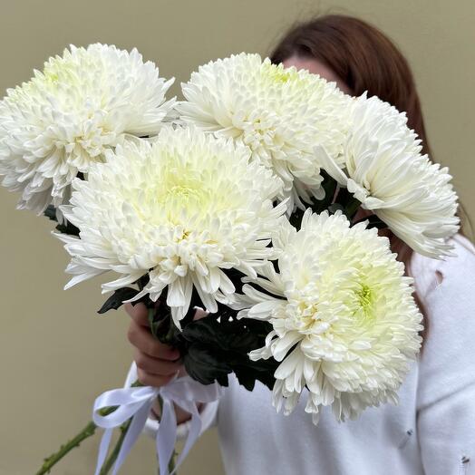 Хризантемы магнум под ленту день семьи