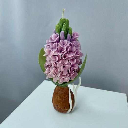 Свеча Гиацинт