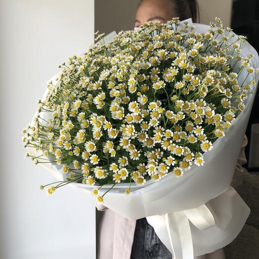 Полевая ромашка матрикария букет