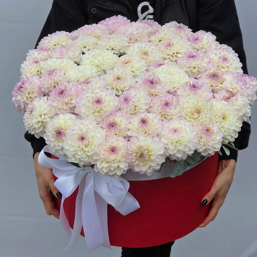 Коробка из 51 георгины