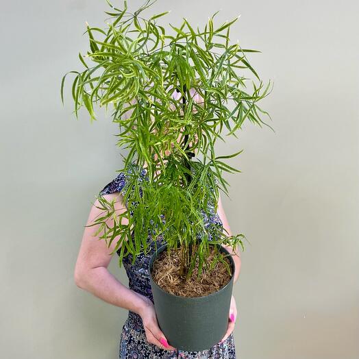 Аспарагус (папоротник) в тёмно-зелёном кашпо