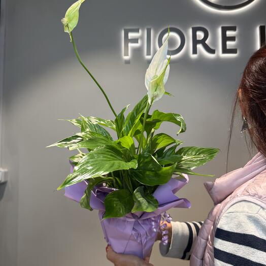 Спатифиллум- цветок в горшке для Мамы