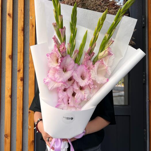 POWDER DREAM OF GLADIOLUS