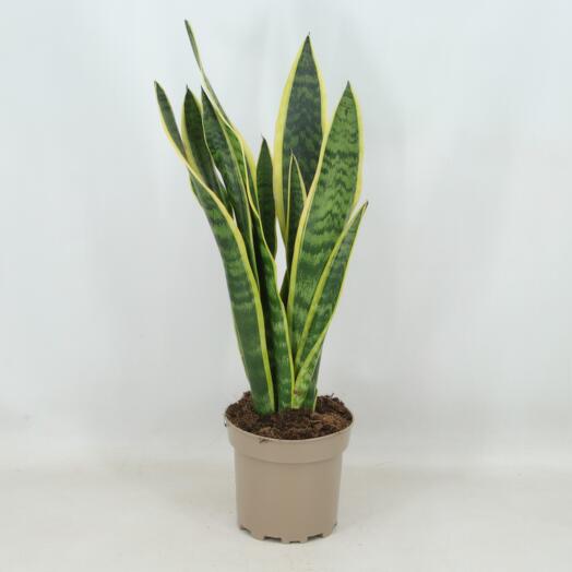 Sansevieria Laurentii