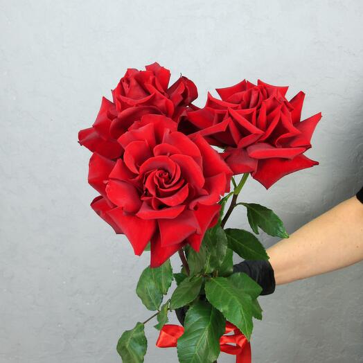 Букет из 3 французских роз Эксплорер под ленту