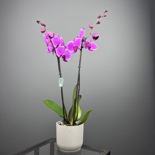 Орхидея Претория фиолетовая 2 ствола в красивом кашпо, высота 65-70см