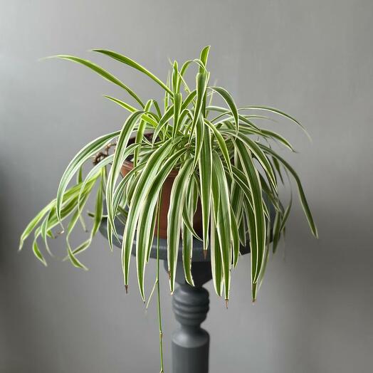 Хлорофитум хохлатый