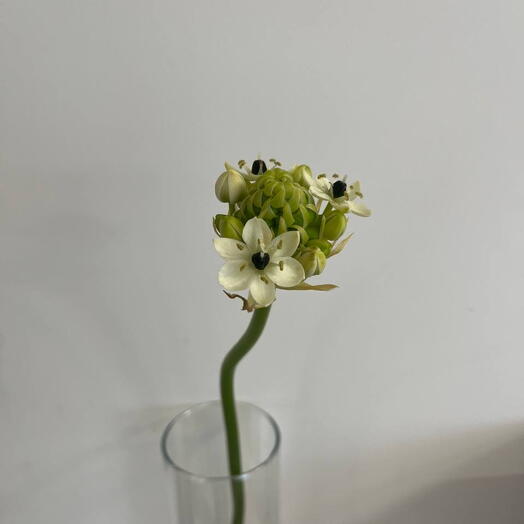 Цветы от студии «TIFFANY» green