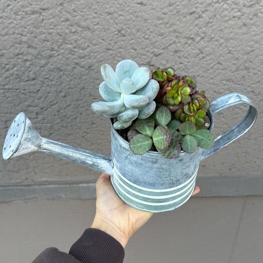 Plantas de interior en regadera- suculentas